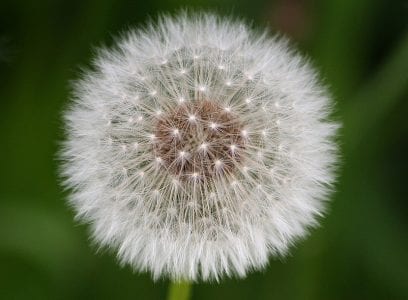 Flor amarilla de diente de león, Taraxacum officinale