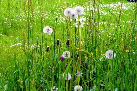 Dientes de león en un campo con las esferas de vilanos