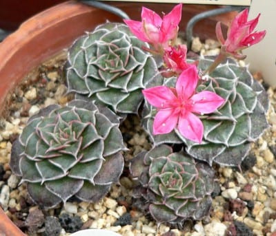 Graptopetalum bellum, antes conocido como Tacitus bellus, en flor