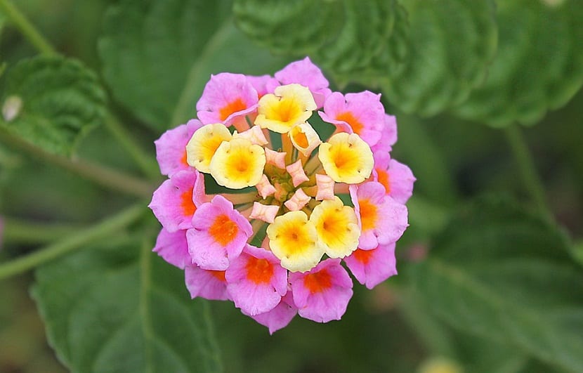 Detalle de las flores y los frutos de Lantana camara