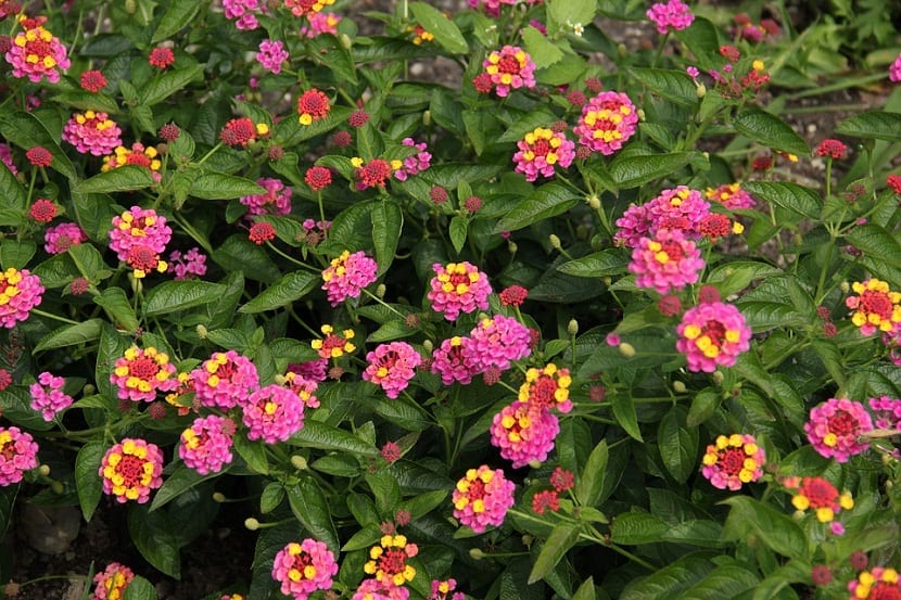 Cómo podar la lantana: calendario y control