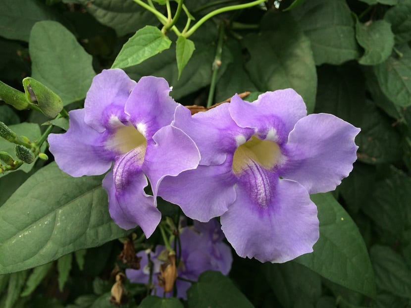 Flores acampanadas de color azul violeta de Thunbergia grandiflora