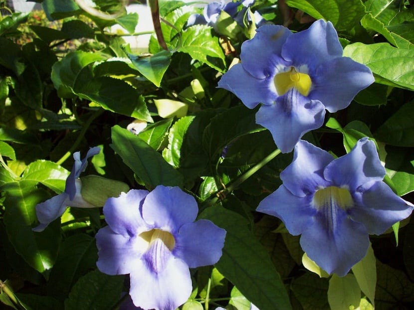Racimo de flores azules de la enredadera de trompeta creciendo en semisombra