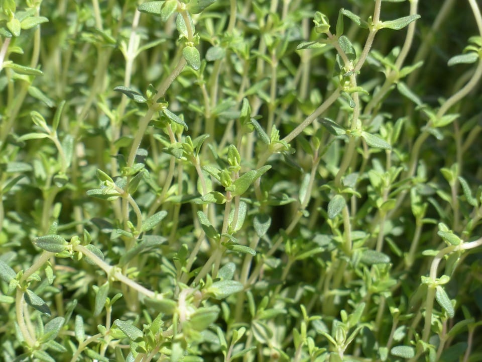 Thymus: los quimiotipos del tomillo y su cultivo