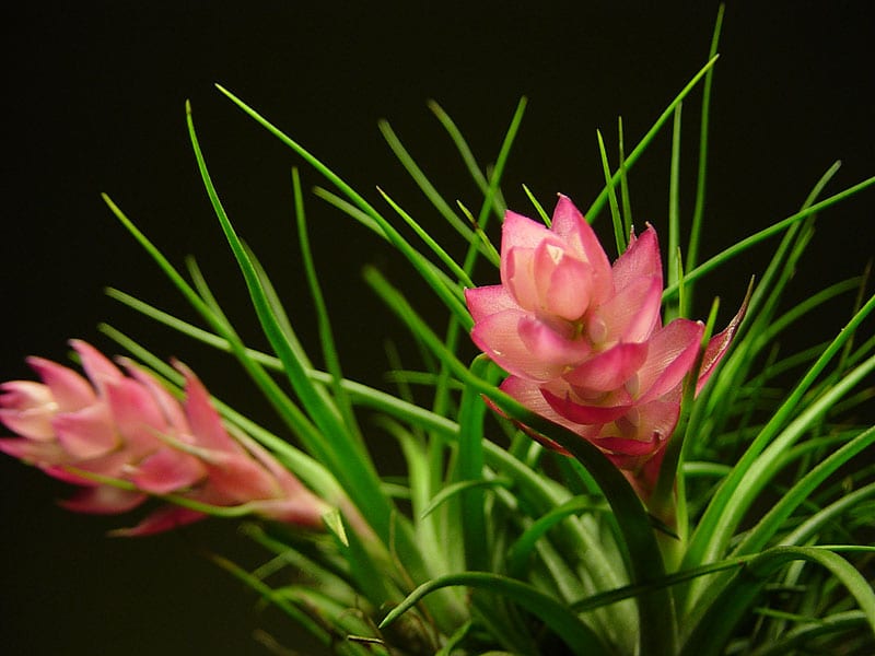 Tillandsia stricta en flor, con brácteas rosas y flores azules