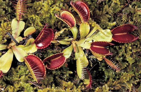 Tipos de trampas de las plantas carnívoras