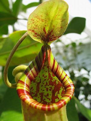 Jarras de Nepenthes colgando de sus zarcillos