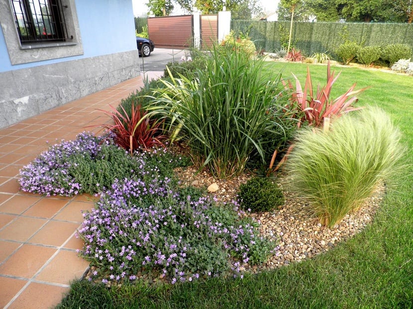 Plantas rastreras cubriendo un talud