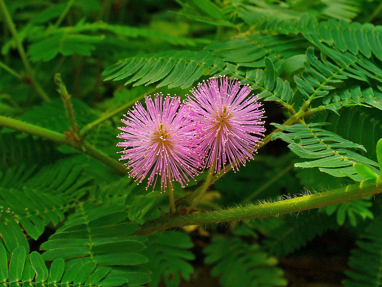 Hojas plegadas de Mimosa pudica tras el estímulo táctil