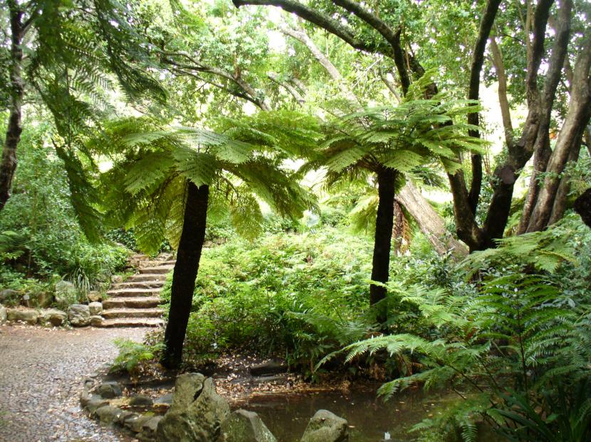 Ejemplar de Cyathea dregei con su fuste fibroso