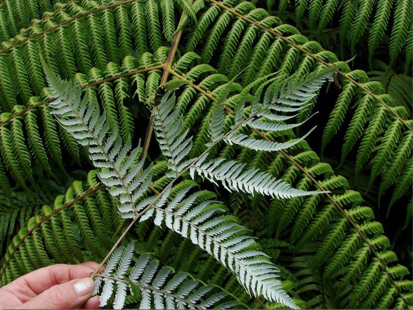 Cyathea: cultivo y cuidados del helecho arborescente