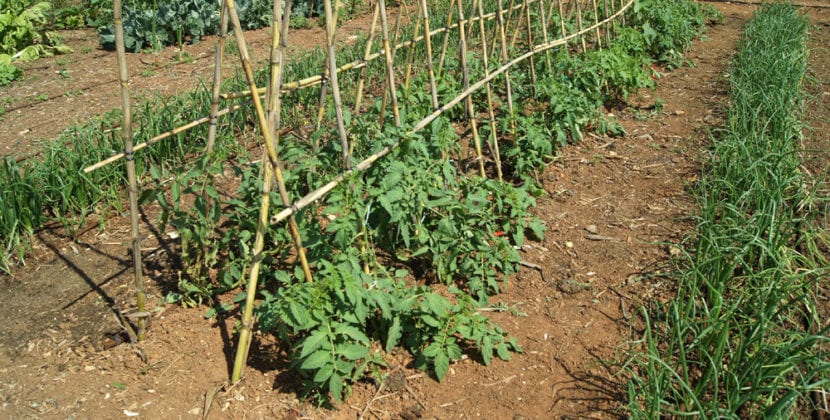 Huerto de tomateras entutoradas en plena producción