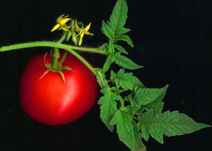 Tomate maduro cortado mostrando los lóculos y las semillas