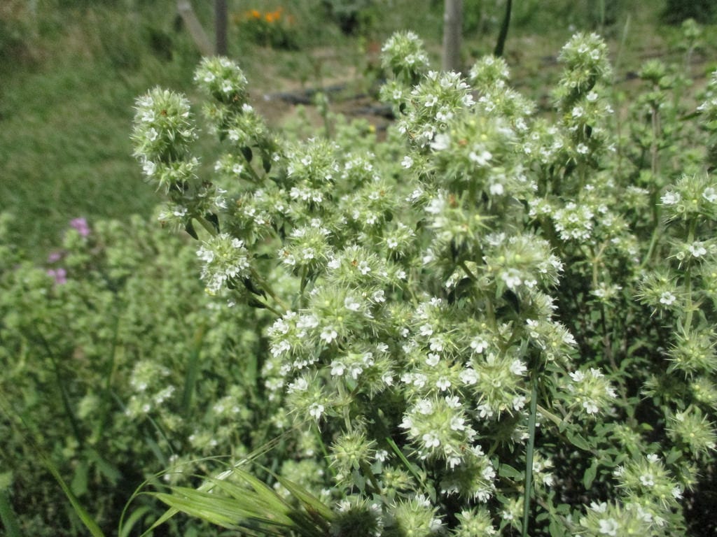 Thymus mastichina: el tomillo blanco o mejorana silvestre