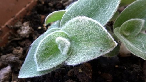 Tradescantia lanosa de hojas verdes cubiertas de vello