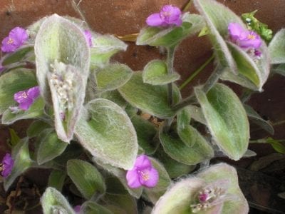 Tradescantia sillamontana en maceta con flores rosas