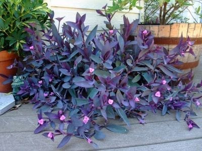Mata de Tradescantia pallida de color morado intenso