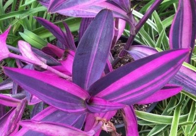 Contraste de colores de la purpurina en el jardín
