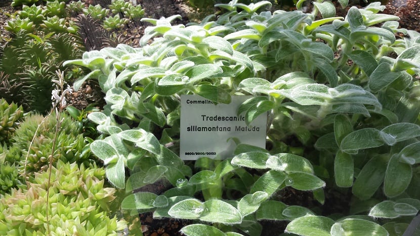 Tradescantia sillamontana: la planta silvestre mexicana
