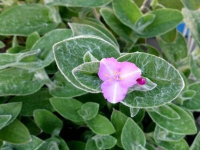Detalle de la flor rosa de Tradescantia sillamontana