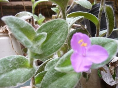 Tradescantia sillamontana con hojas cubiertas de pelo blanco