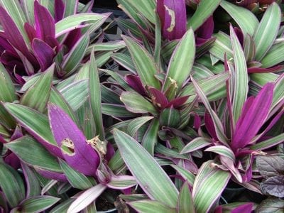 Roseta de Tradescantia spathacea con hojas verdes y moradas