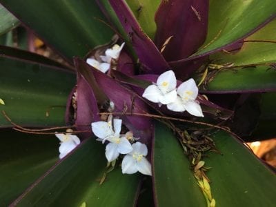 Flores blancas de Tradescantia spathacea entre las brácteas