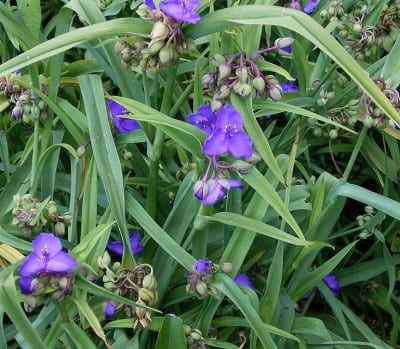 Mata de Tradescantia con hojas alargadas y flores