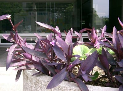 Tradescantia pallida de hojas y tallos morados
