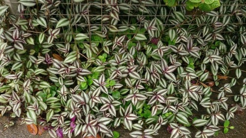 Tradescantia zebrina colgando de una maceta
