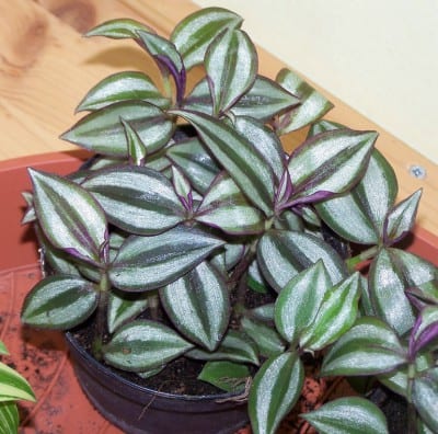 Hojas de Tradescantia zebrina con bandas plateadas y envés morado