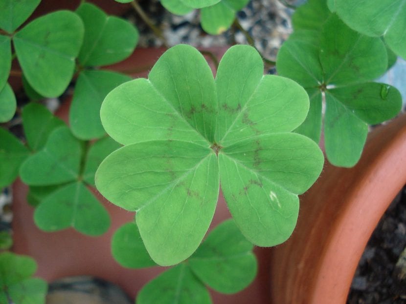 Trébol de cuatro hojas cultivado en maceta