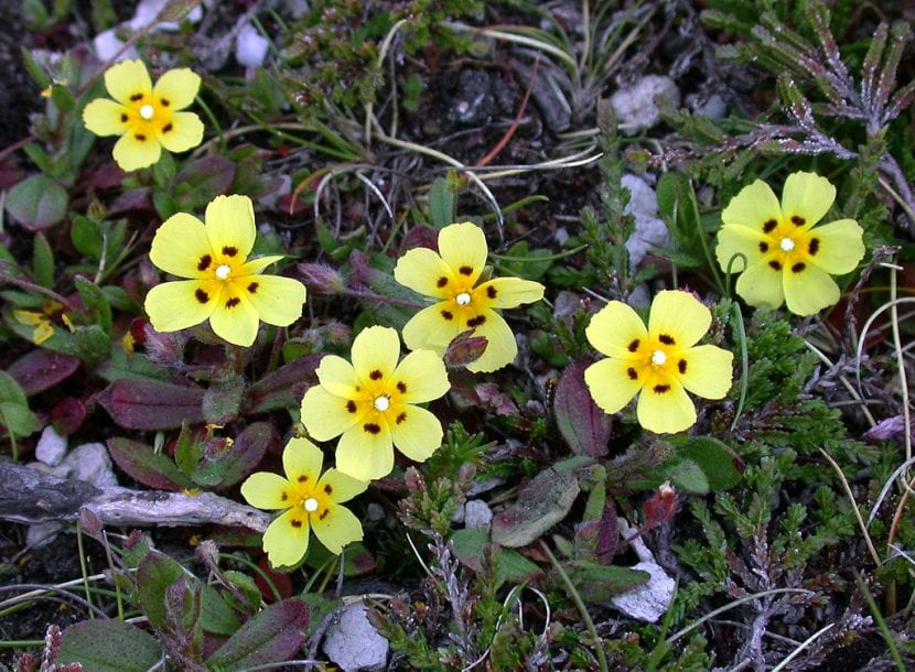 Flores amarillas con mancha basal oscura de Tuberaria guttata