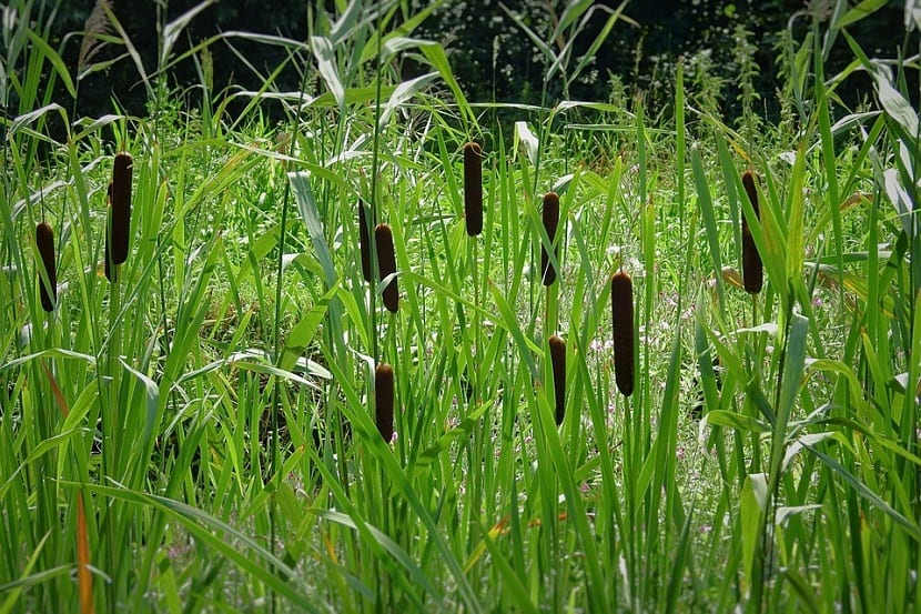 Plantas acuáticas dentro de un estanque con espadañas al fondo
