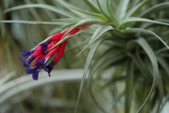 Tillandsia aeranthos, uno de los claveles del aire más comunes