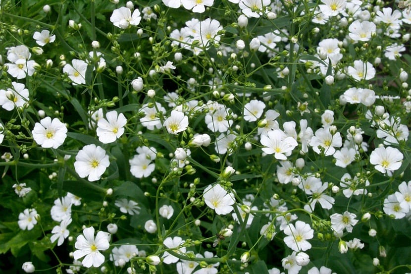 Velo de novia (Gypsophila): la planta amiga del yeso