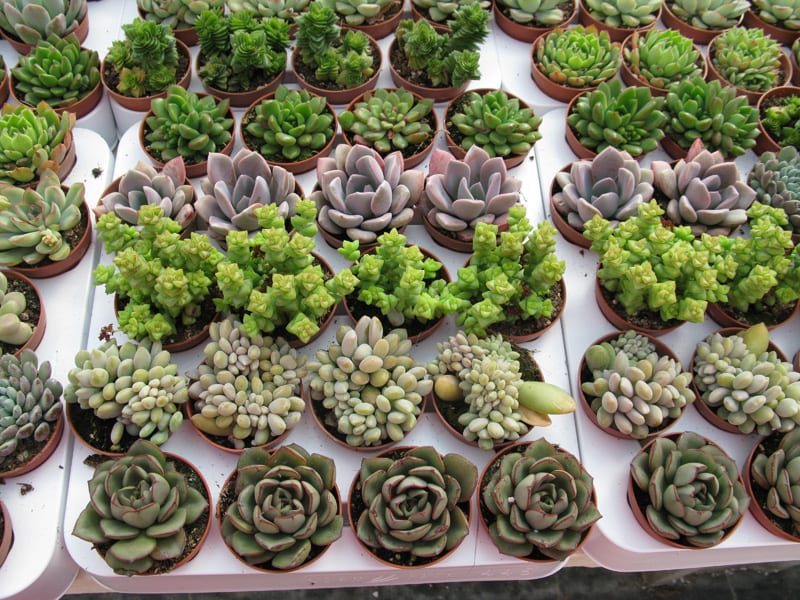 Composición de cactus y plantas suculentas