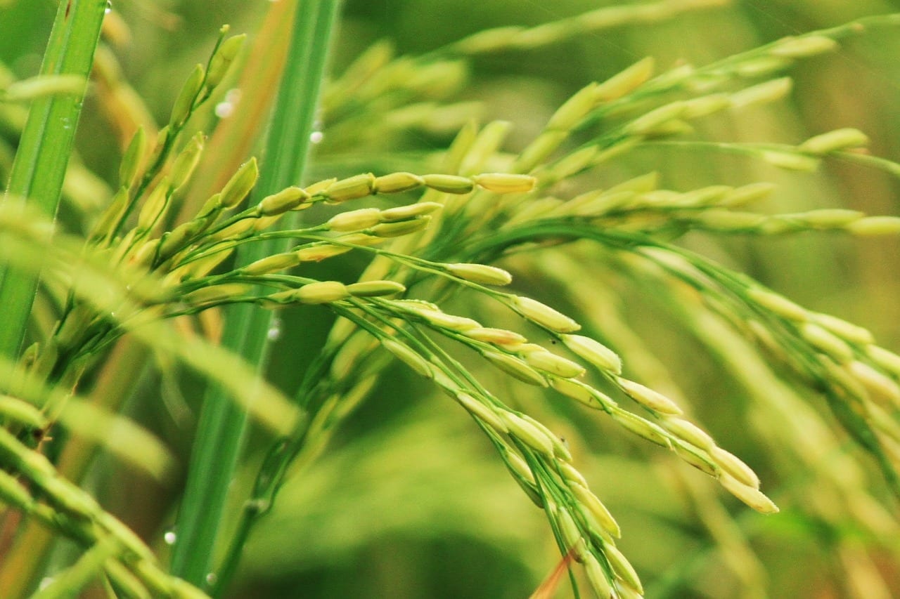 Ventajas y desventajas de las plantas transgénicas