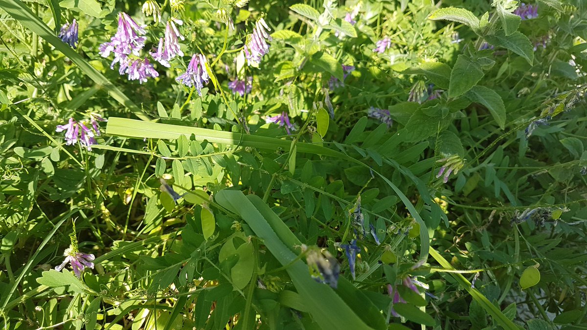Veza silvestre en floración con flores moradas