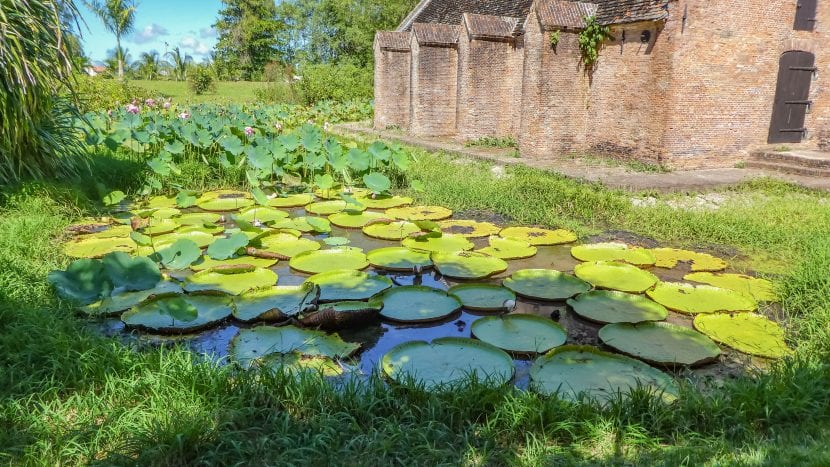 Hojas circulares de Victoria amazonica flotando en un estanque