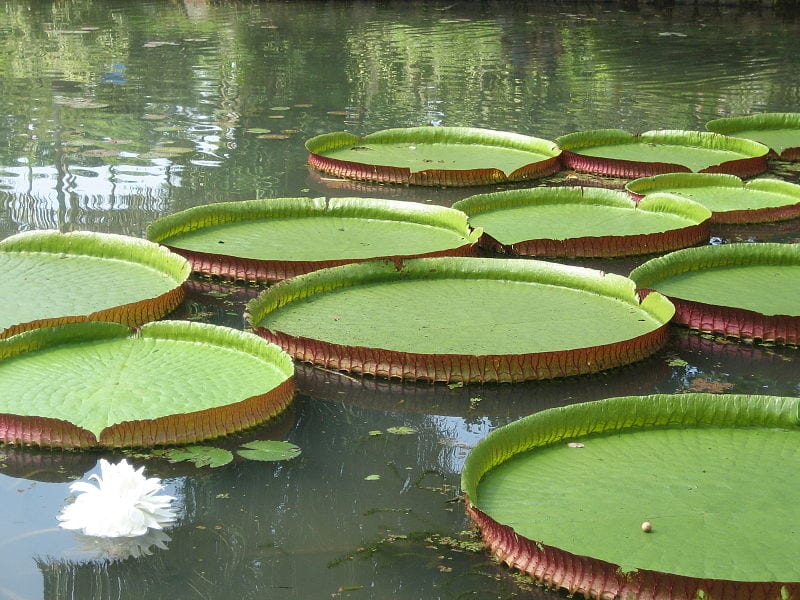Detalle de la planta de Victoria amazonica con el borde de la hoja levantado
