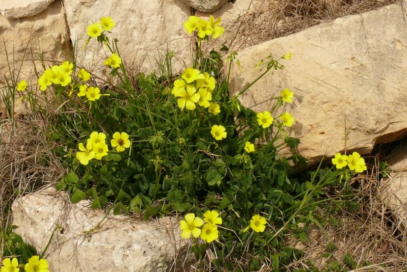 Vinagrillo, Oxalis pes-caprae, en flor