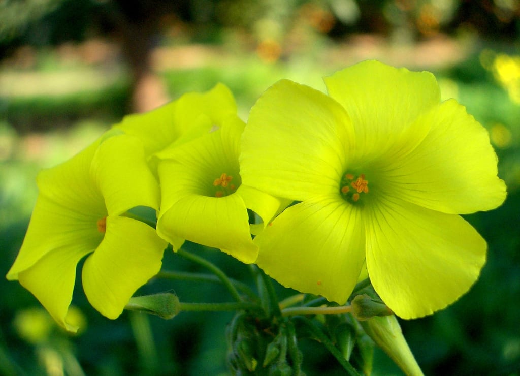 Vinagrillo (Oxalis): el ácido oxálico y sus límites