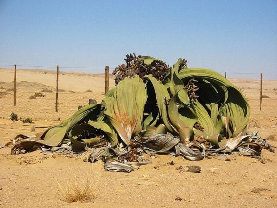 Welwitschia mirabilis creciendo en la grava del desierto del Namib