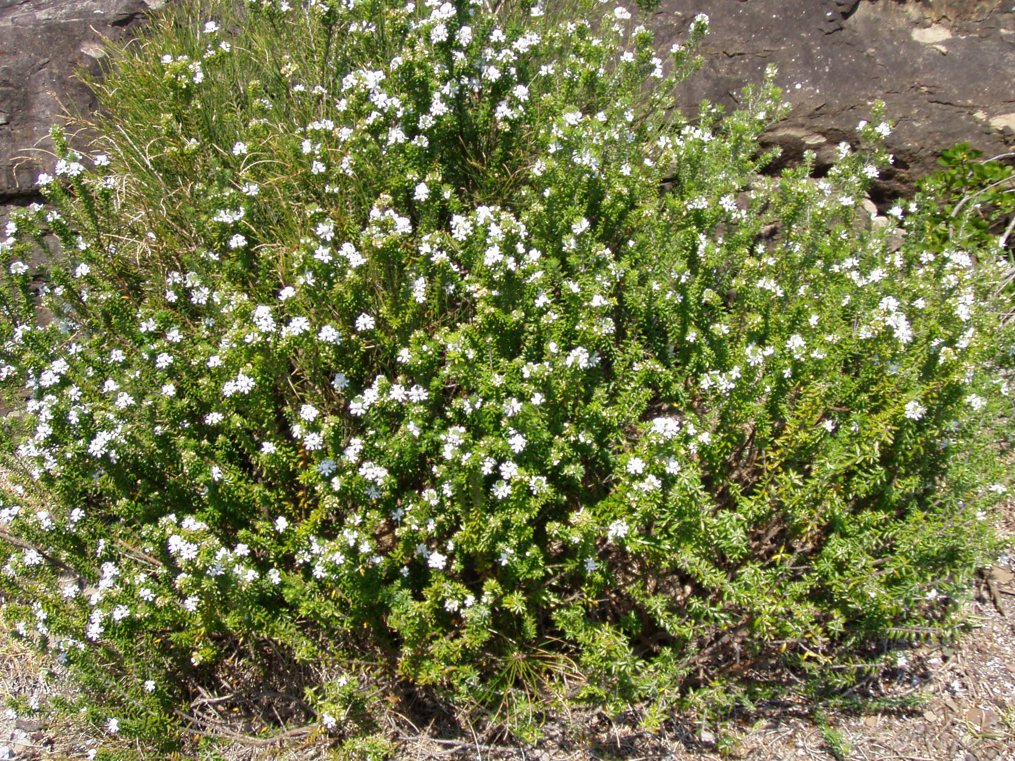 Arbusto de Westringia fruticosa de follaje gris verdoso
