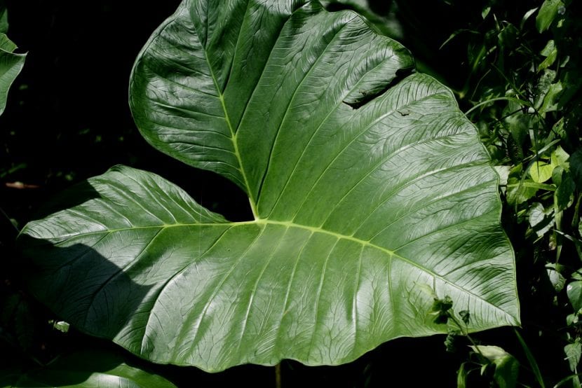 Mata de Xanthosoma sagittifolium con sus grandes hojas sagitadas