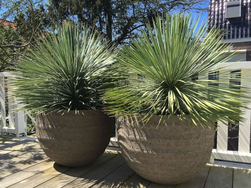 Yucca rostrata adulta con su tronco y la corona esférica de hojas azuladas