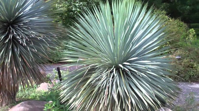 Yucca rostrata: rusticidad, drenaje y jardín seco