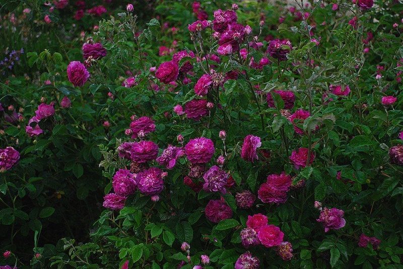 Rosa Cardinal de Richelieu