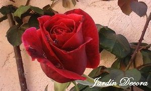 Rosa Chrysler Imperial